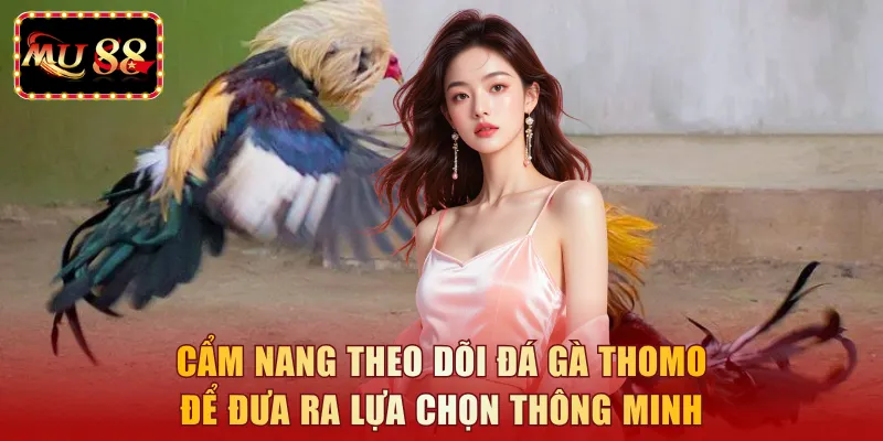 Cẩm nang theo dõi đá gà thomo để đưa ra lựa chọn thông minh