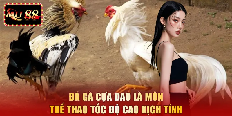 Đá gà cựa dao là môn thể thao tốc độ cao kịch tính