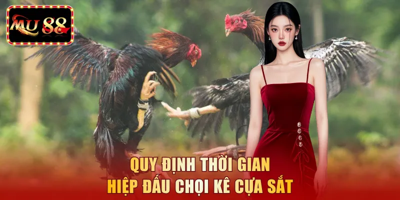 Quy định thời gian hiệp đấu chọi kê cựa sắt